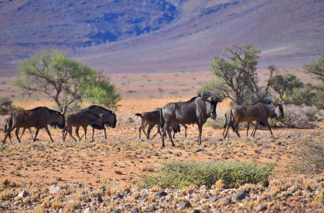 Solitaire Desert Farm Eksteriør bilde